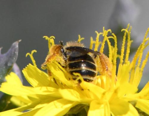 Réf. 278 206 : Andrena sp.